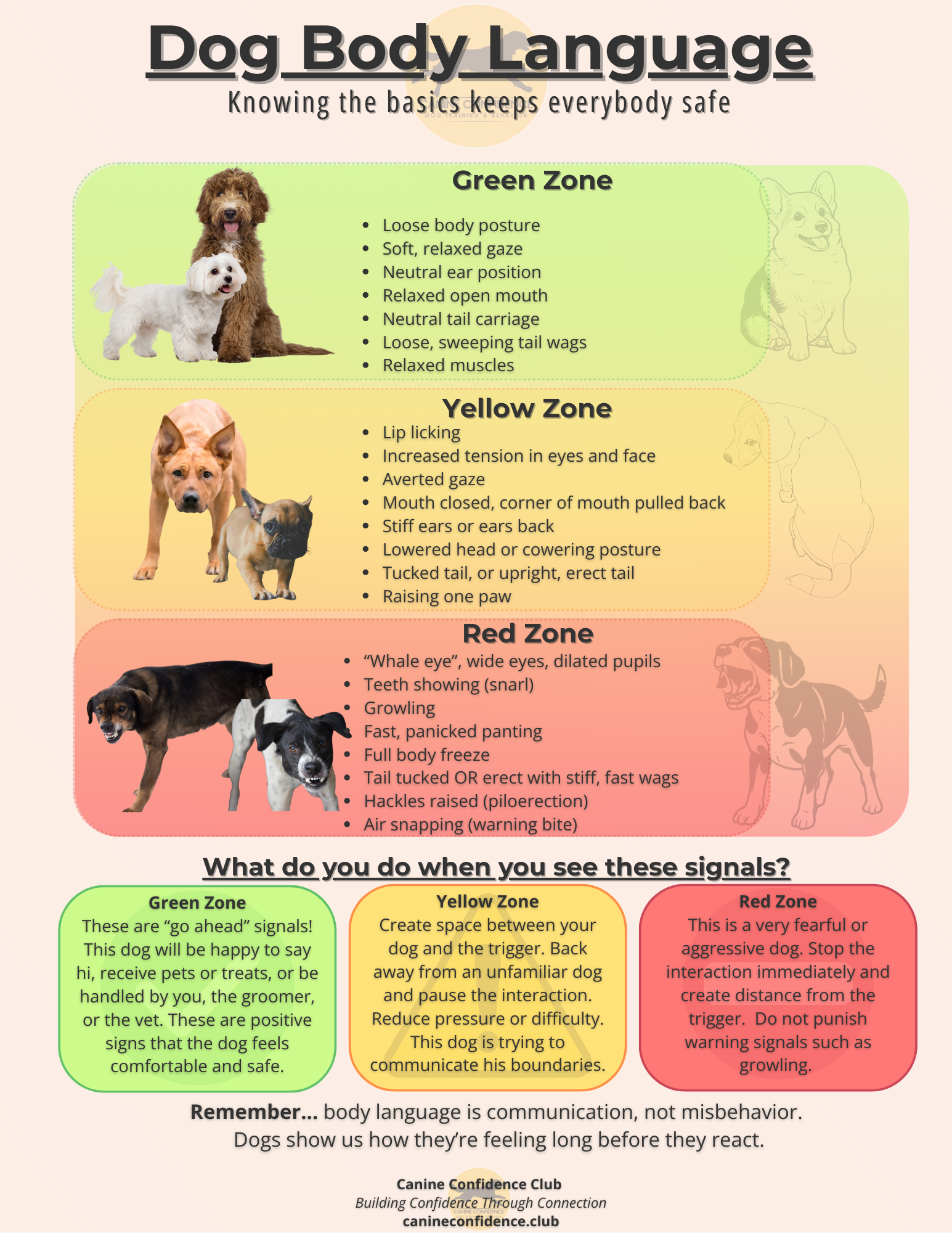 Dog relaxing during the holidays