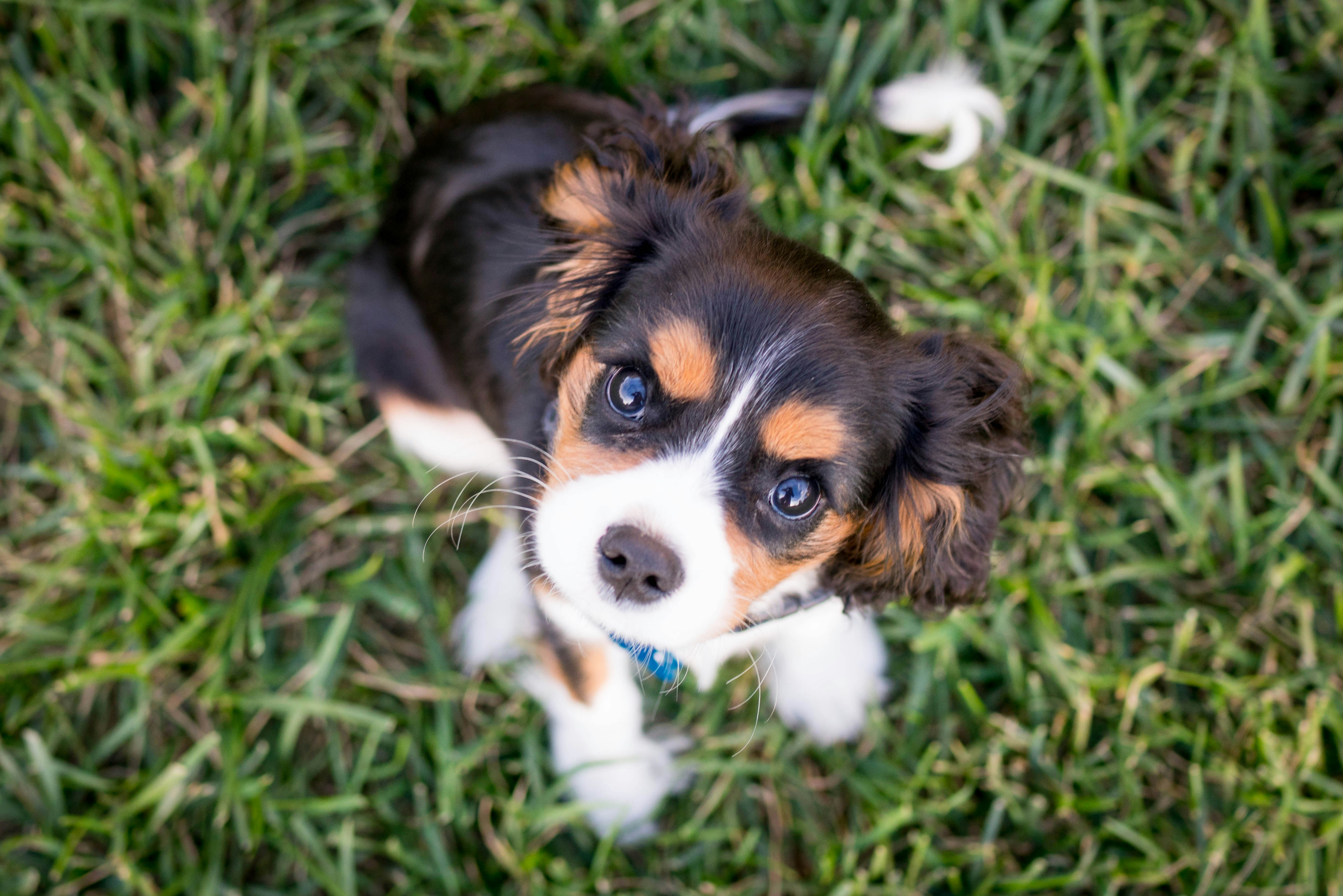 Young puppy sitting on grass and looking up at camera