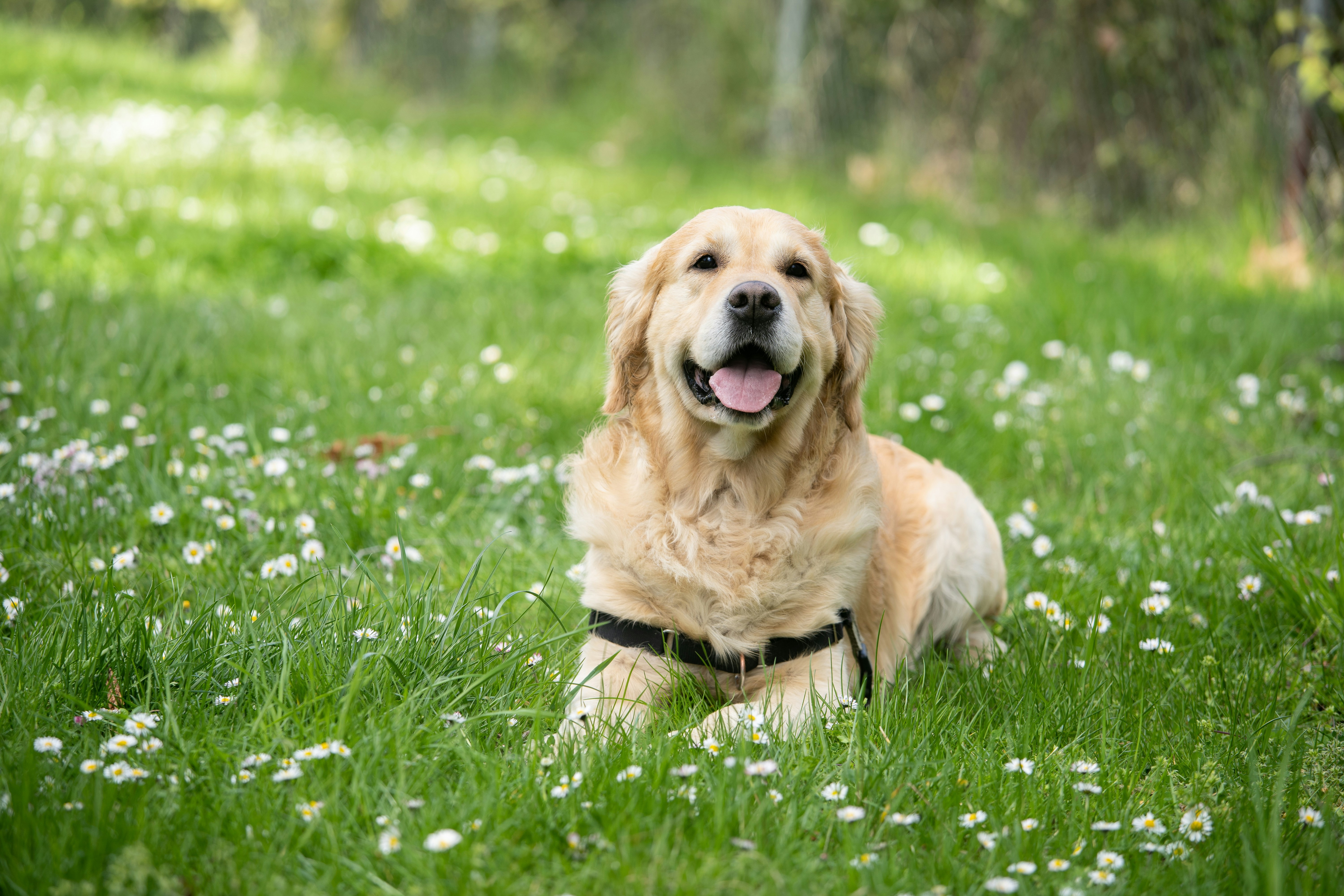 Dog running with ball in mouth