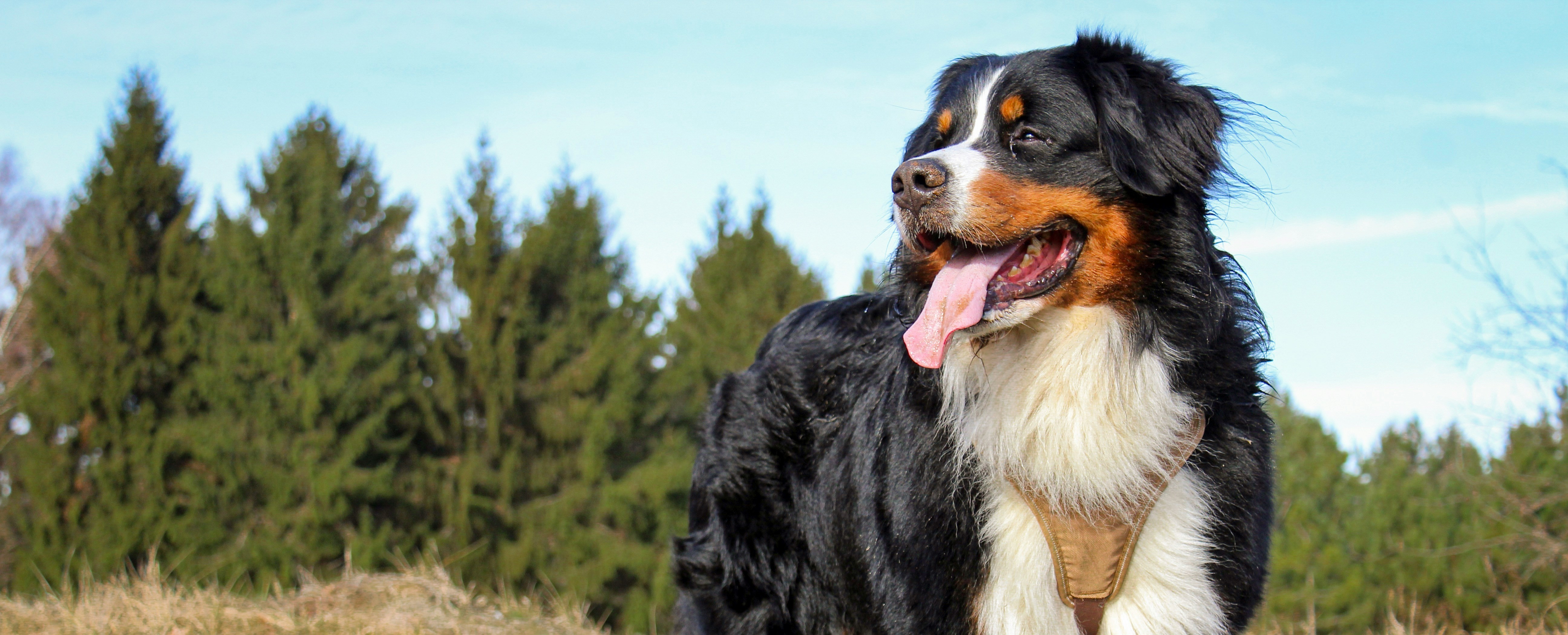 Dog running with ball in mouth
