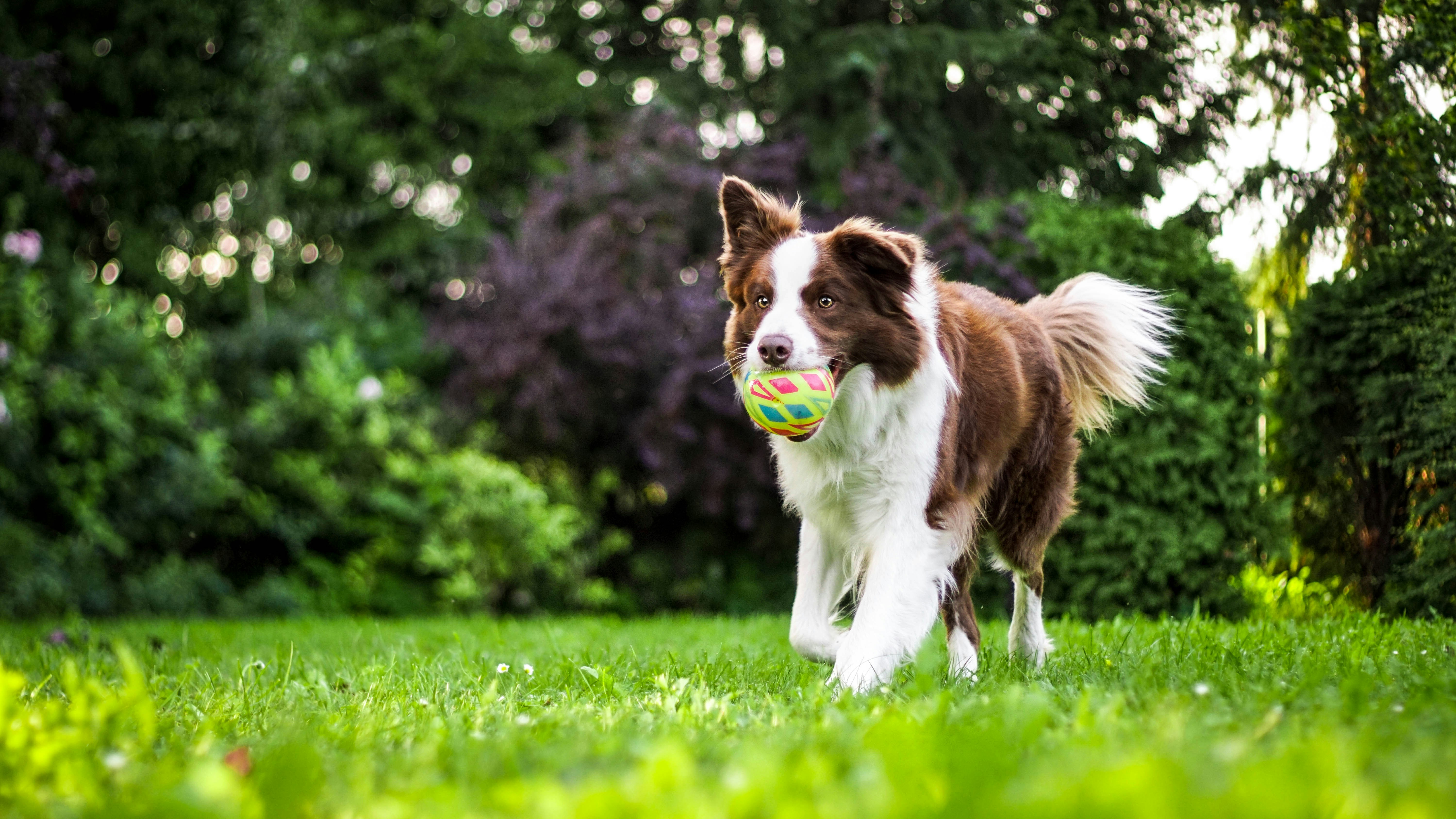 Dog running with ball in mouth