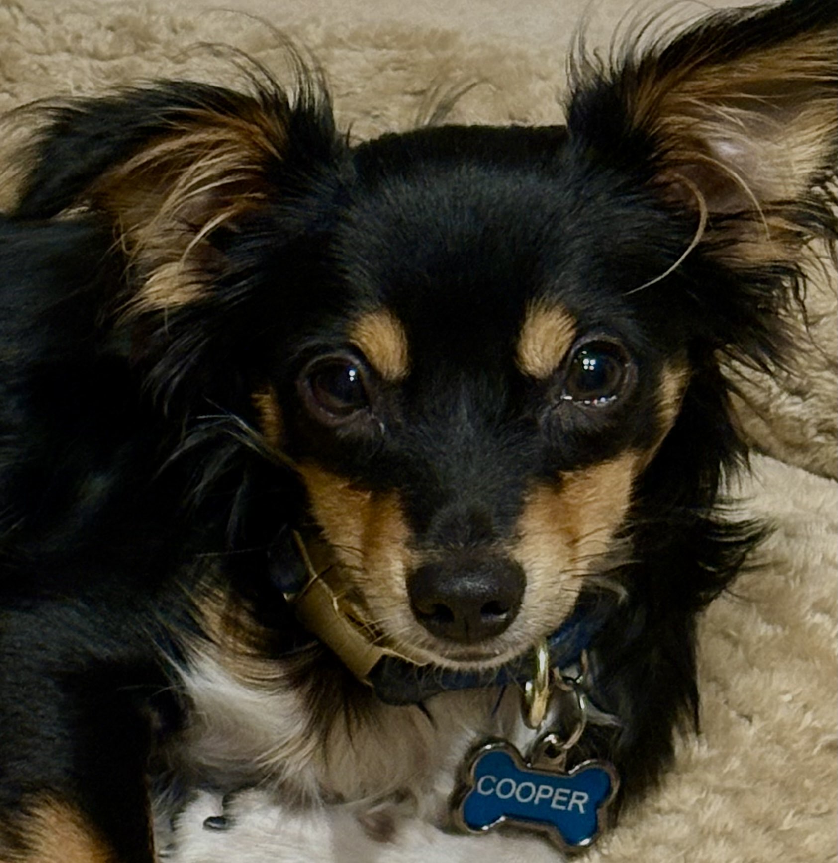 Black and tan chihuahua with nametag
